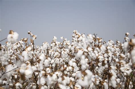 Cotton Fields Stock Image Image Of Fiber Grow Harvesting 16709519