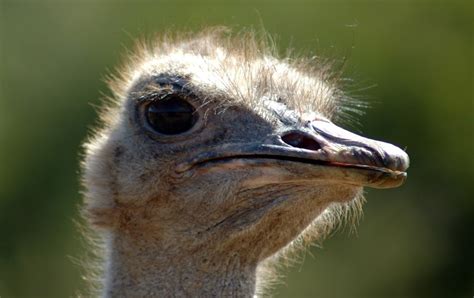 Do Ostriches Really Bury Their Heads In The Sand Wonderopolis
