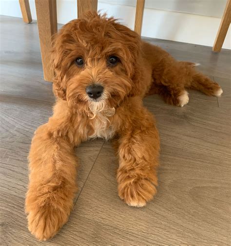 Check spelling or type a new query. How to groom a Cavapoo - Our Cavapoo