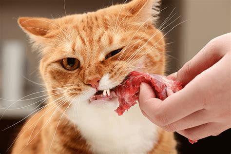 The popular leafy green is safe for your feline friend in both raw and cooked form. What do cats eat?- DogsFirstIreland Raw Dog Food