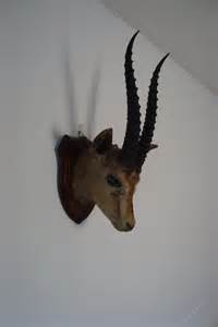 Antiques Atlas Antique Antelope Head On Oak Shield