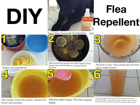 Flea Repellent Flea Repellent Flea And Tick How To Make Homemade