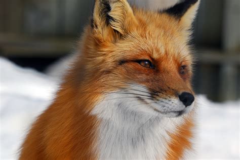 Dreaming Murder In Parliament 9 Mr Fox Speaks Or Lies