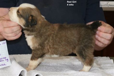 Red Girl Bernese Mountain Dog Puppy For Sale Near Western Ky Kentucky