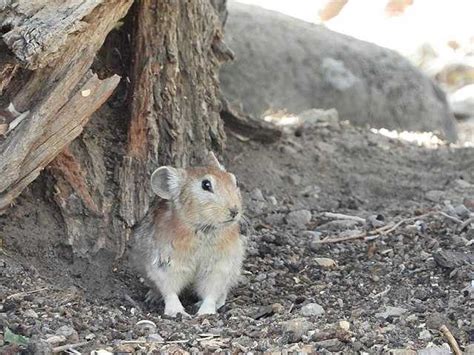 Afghan Pika Wikiwand