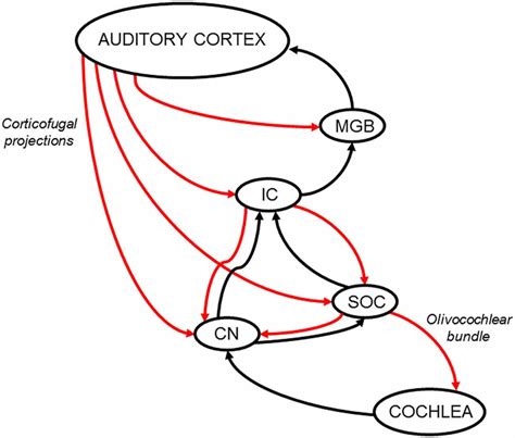 Schematic Diagram Of The Auditory Efferent Network Ascending And