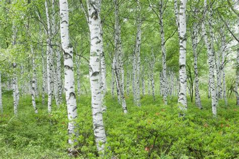Meet 12 Species Of Birch Trees Betula Genus