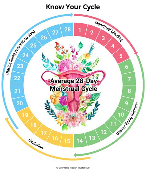 28 Day Menstrual Cycle Diagram