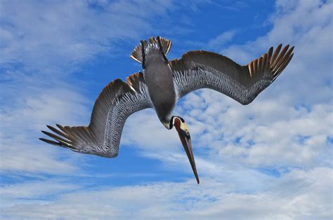 How Do Brown Pelicans Survive Those Death Defying Dives Into The Ocean
