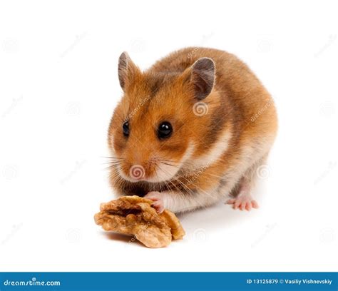 Syrian Hamster Goldhamster Mesocricetus Auratus Stock Image Image