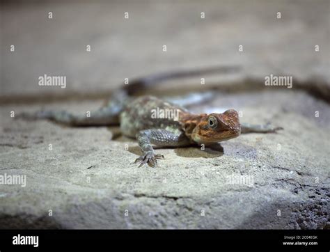 Lizard Sitting On A Rock Stock Photo Alamy