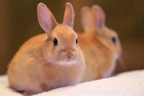 How Long Do Dwarf Bunnies Live As Pets Justagric