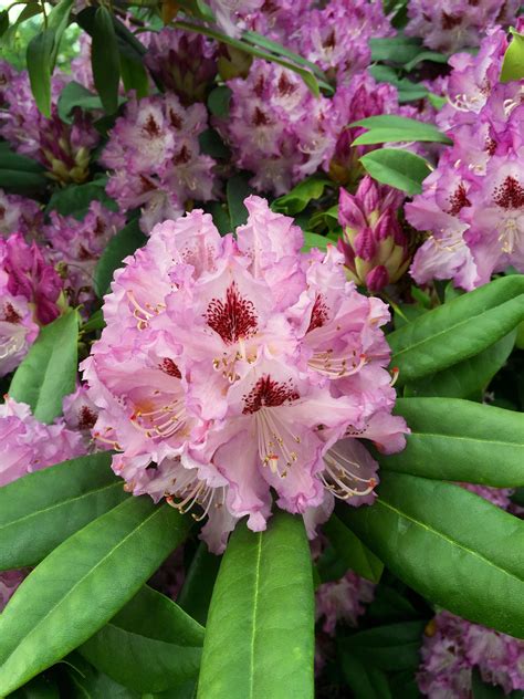 Maybe you would like to learn more about one of these? Took this photo of a rhododendron in Seattle last week ...