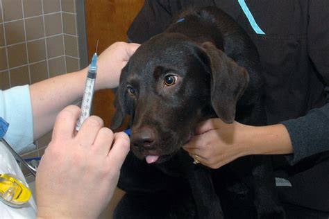 Dog Vaccines Get To The Point Sabino Veterinary Care