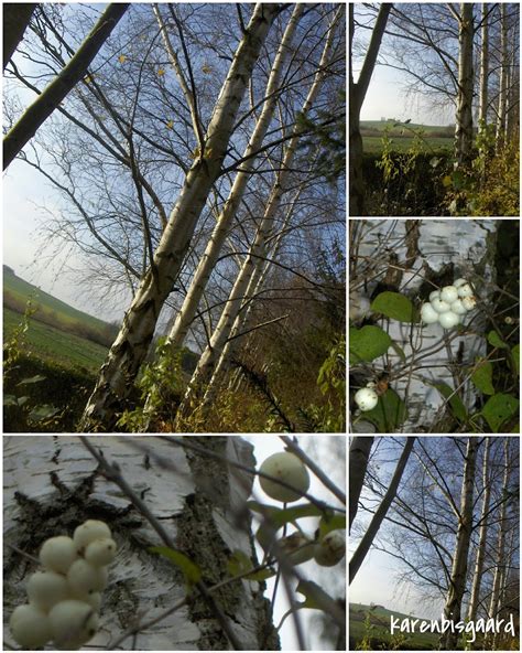 Karen S Nature Photography Birch Trees And Snowberries Photo Collage