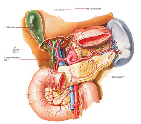 Bålens ytanatomy (superficial anatomy of the trunk). Easy Notes On 【Celiac Trunk (Artery)】Learn in Just 3 ...