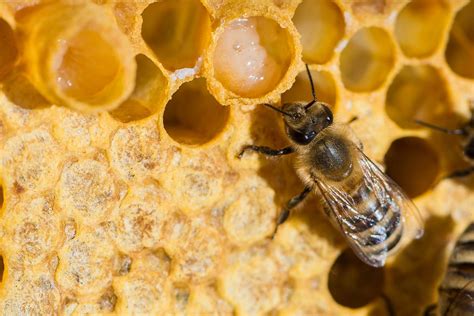 غذاء ملكات النحل المجفف
