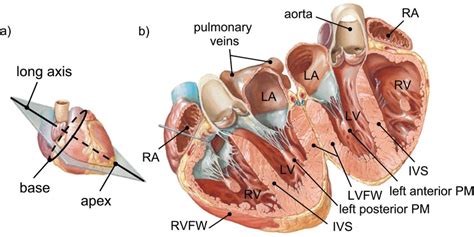Anatomical Cross Section Of The Human Heart Adapted From Panel