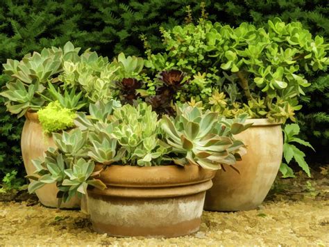 34 Shade Loving Container Plants Front Porch Plant Ideas
