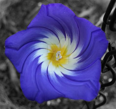 A Weird Flower By Jerrymorsephotograph On Deviantart