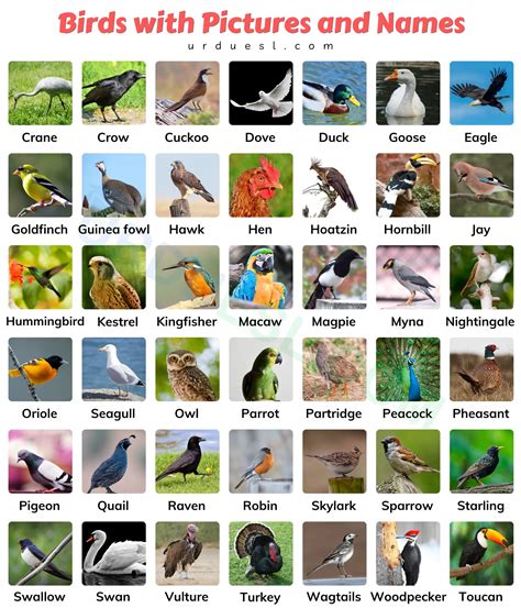Top 109 Animals And Birds Names With Pictures