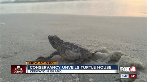 New Sea Turtle Research Facility Opens