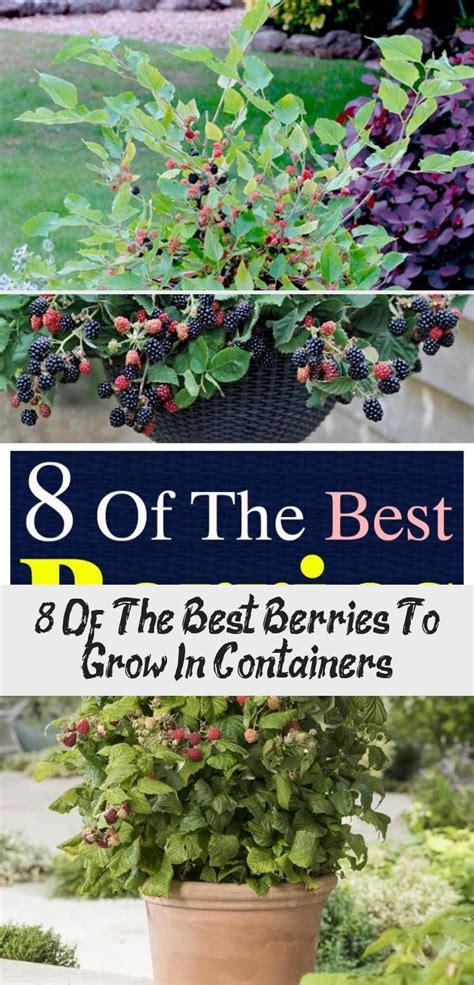 8 Of The Best Berries To Grow In Containers Garden Design Berries