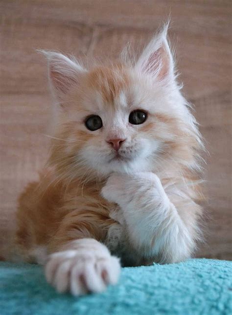 The maine coon is a native new englander where he was a popular mouser, farm cat and, most likely, ship's cat! 30 Cute Maine Coon Kittens That Are Actually Giants ...