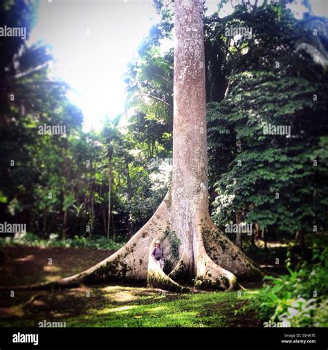 A Woman Posses By A Ceiba Tree The Sacred Tree Of The Mayans In El
