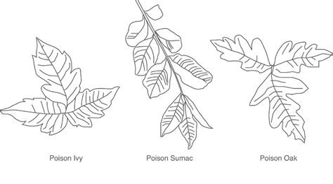 Maybe you would like to learn more about one of these? Poison Ivy, Poison Oak, and Poison Sumac for Trainers and ...