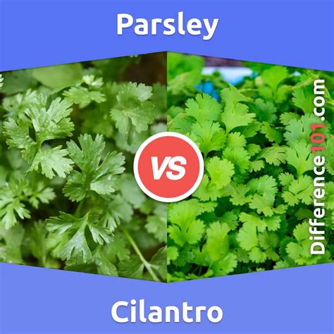 Parsley Vs Cilantro Key Differences Pros And Cons Similarities