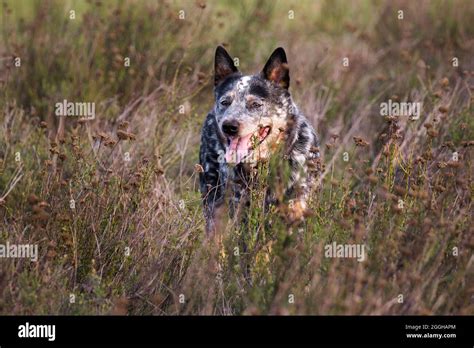 Young Male Australian Cattle Dog Blue Heeler Being Watchful In The