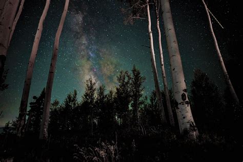 Birch Forest On A Starry Night