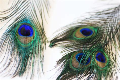 Peacock Feather Wallpaper Uk Wallpapers Of Peacock Feathers Hd Bodenewasurk