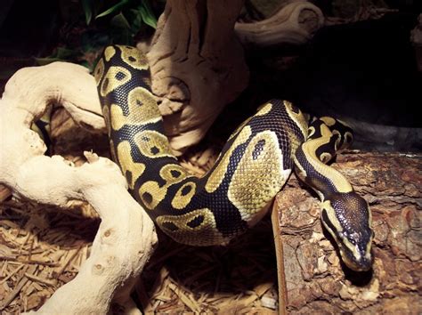 VenomousReptiles.org Classifieds CBB 07' Hypo Ball Python For Sale ($20