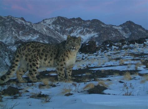 The Snow Leopard Trust Helps Protect A Threatened Species