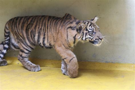 Sumatran Tiger Cub Zoochat