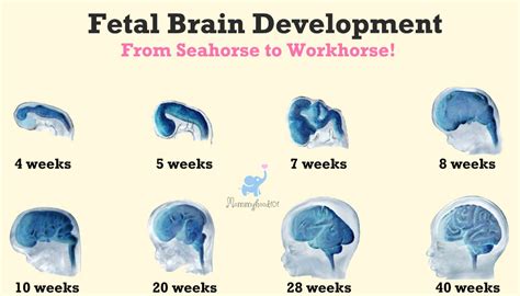 Fetal Brain Development Timeline