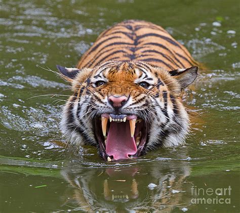 Angry Tiger Photograph By Louise Heusinkveld