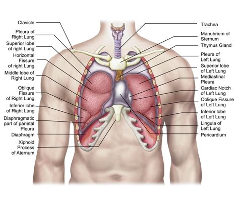 Anatomy Of Human Lungs In Situ Poster Print 15 X 13 Walmart