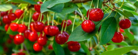 Cherry Trees Cherry Trees For Sale Hopes Grove Nurseries
