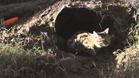 Diva And Boy A Devoted Black Footed Cat Mother And Her