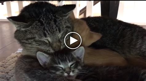 Old Feral Cat Meets Kittens And The Results Will Melt Your Heart Catlov