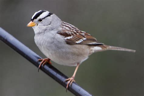 White Crowned Sparrow Birds Of Pennsylvania