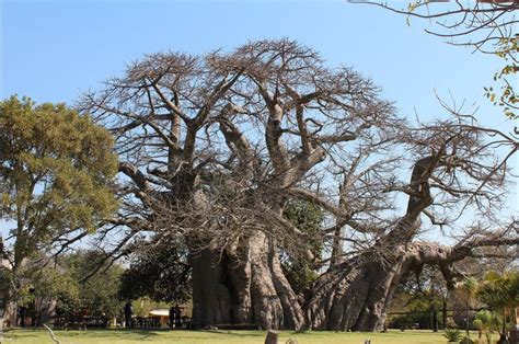 Big Baobab Limpopo Province South Africa It’s Not Just A Bar Inside A Tree It’s A Tiny Bar