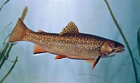 Brook Trout Stream Fishing Spawning And Conservation Britannica