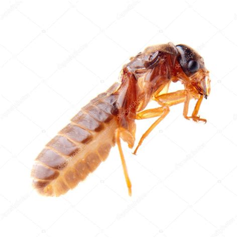 Insect Termite White Ant Stock Photo By ©panxunbin 17170081