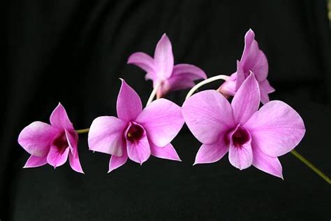 Some watercolor tattoos are fully saturated, but on a gradient. Cooktown Orchid - floral emblem of Queensland. | Orchid ...