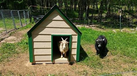 Small Farm Animal Housing Quentins Dog Houses And Storage Buildings