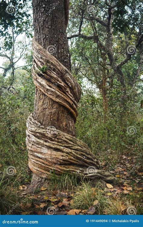 Liana At Tree Trunk With Curved Branches In The Rainforest Jungle Stock